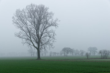 Nebel am Niederrhein