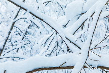 The white beautiful winter background of the branches of the trees in the forest or in the park under the snow and hoar