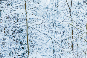 The white beautiful winter background of the branches of the trees in the forest or in the park under the snow and hoar