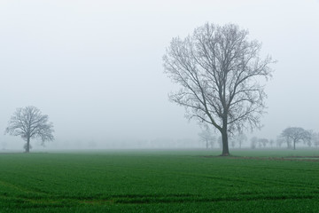 Obraz na płótnie Canvas Nebel am Niederrhein