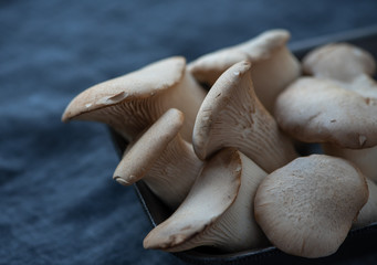 Mushroom eringi close up on a dark background.