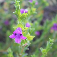 Eremophila willsii endemic to Australia and growing in arid sandy regions