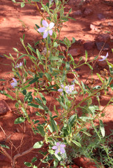Native Hibiscus (Hibiscus burtonii) growing in the red center of Australia near Uluru