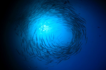 Barracuda fish underwater 
