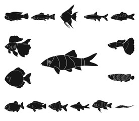 Different types of fish black icons in set collection for design. Marine and aquarium fish vector symbol stock web illustration.