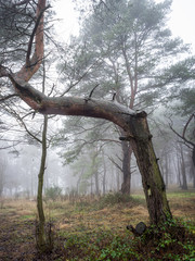 trees in the misty forest