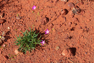 Calandrinia reticulata a purslane flower growing in the red center of Australia near Uluru