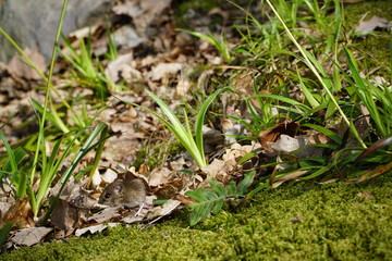 Wood mouse in the underwood