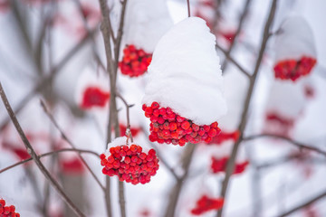 Beautiful red rowan berries covered by fresh snow
