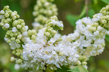 White lilac grapes close up