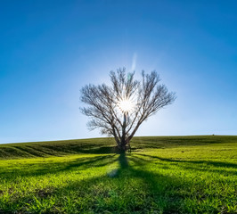 Fototapeta na wymiar Landscape with the sun behind the tree