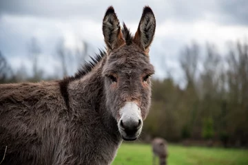 Tuinposter donkey in field © Sandy