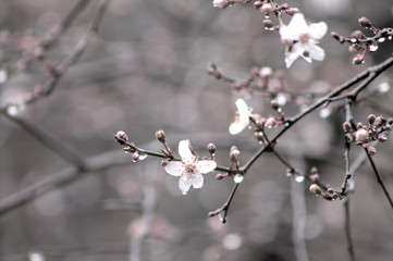 Flowers under the rain