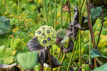 Fototapeta premium Dried lotus seeds in the pond.
