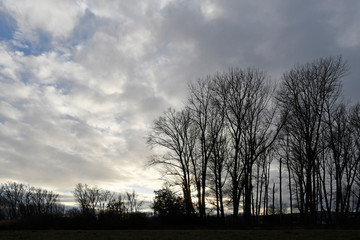 rheinuferlandschaft bei ginsheim im winter