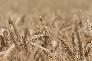 Fototapeta premium Ernten 