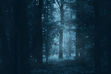 dark mysterious woods at night, scary forest landscape