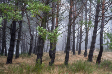 Obraz premium trees in the misty forest
