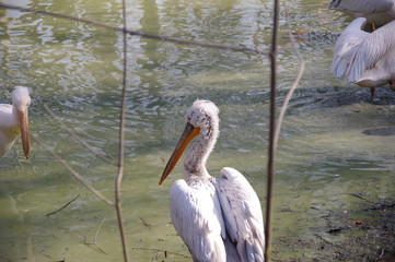 Old and lonely pelican on the lake 