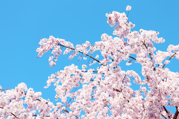 日本の満開の枝垂れ桜の風景写真イメージ素材