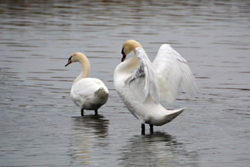 Fototapeta premium Two Mute Swans