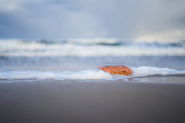 Stone on the beach