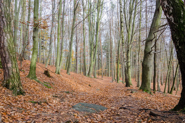 forest in autumn