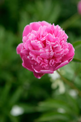 a pink rose in a garden