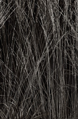 High dry grass in dark colors with high detail