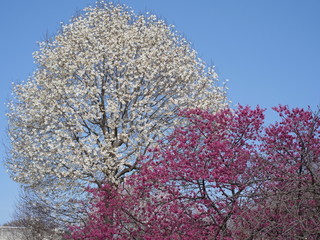 木蓮の花