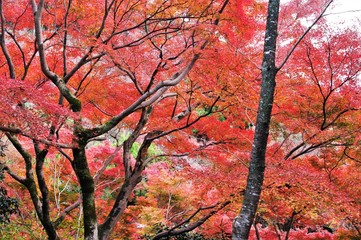 Scenery of Japanese autumn leaves.
