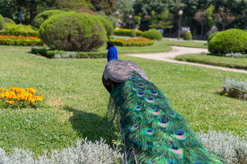 Obraz premium Peacock in the garden.