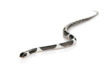 Fototapeta premium Obraz małego węża (Lycodon laoensis) na białym tle., Gad ,. Zwierząt