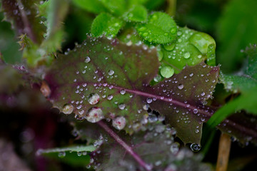 raindrops on flower