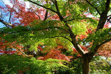 tree in autumn