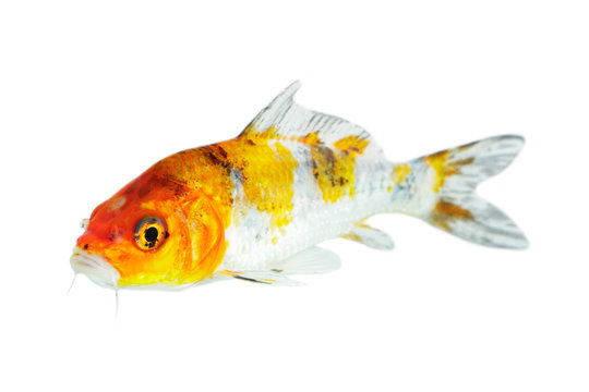 Image of colorful koi fish on white background . Animal. Pet.