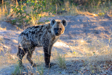 Obraz premium Small cute baby of Spotted hyena (Hyaena hyaena) in natural habitat moremi game reserve. Botswana Africa safari wildlife