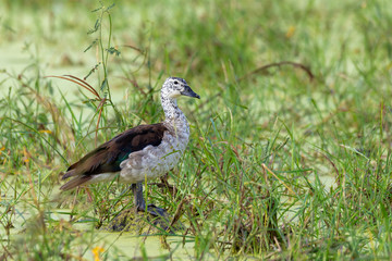 female of bird knob-billed duck (Sarkidiornis melanotos), or African comb duck in natural habitat moremi game reserve, Botswana Africa safari wildlife