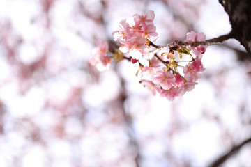 河津桜