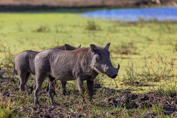 African common animal pig Warthog (Phacochoerus) in natural habitat Moremi game reserve, Botswana...