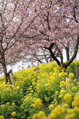 河津桜と菜の花