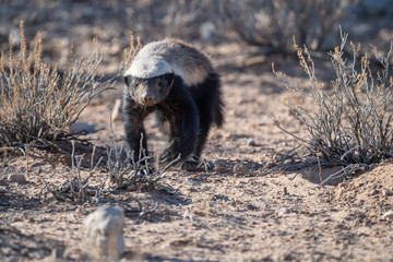 "Honey" the Badger (Honigdachs auf Futtersuche) © Ralf Mischke
