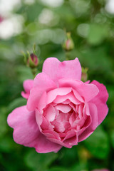 pink rose in garden