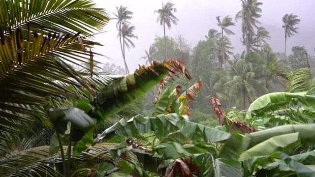 Tropical rain drops falling on green leaves, Thailand. Strong extreme cyclone wind sways palm trees. Flooding rain season, heavy storm weather. Typhoon near ocean. Natural disaster, eyewall hurricane