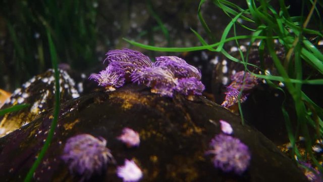 corals in a marine aquarium