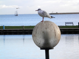 Seagull on bollard in Dutch harbour town