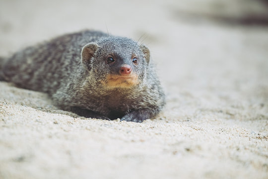 Mangouste ray&eacute;e