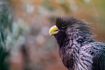 Oiseau Touraco gris