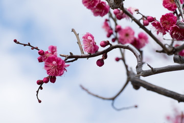 Fototapeta na wymiar Plum Blossom in Kyoto, Japan