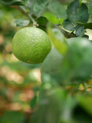 Lemon trees, green balls and green leaves.